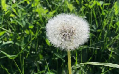 Dandelion