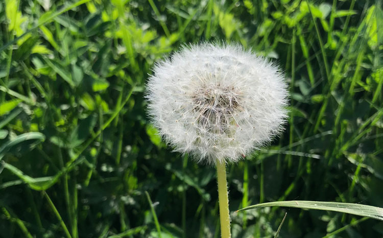 Dandelion